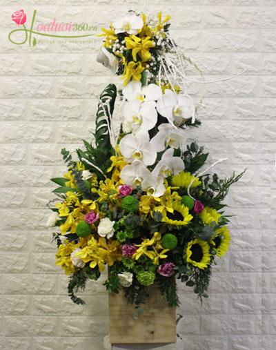 HOA CHÚC SỨC KHỎE - MÀU CỦA NẮNG